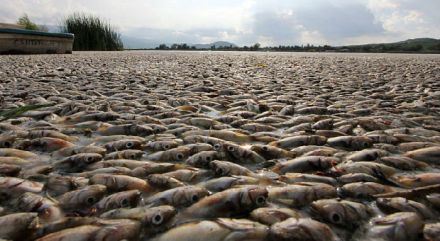 Fukushima Radiation: Hundreds Of Millions Of Salmon Completely Die Off On U.S. West Coast